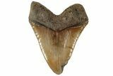 Massive, 6.20" Fossil Megalodon Tooth - North Carolina - #199693-2